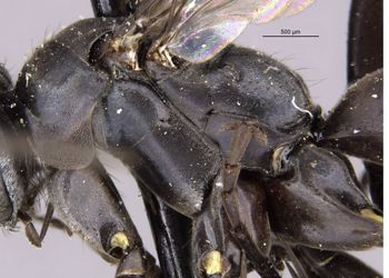 Media type: image;   Entomology 28149 Aspect: thorax lateral